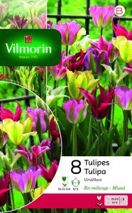 Tulipe Viridiflora Viridiflora en Mélange (x8)
